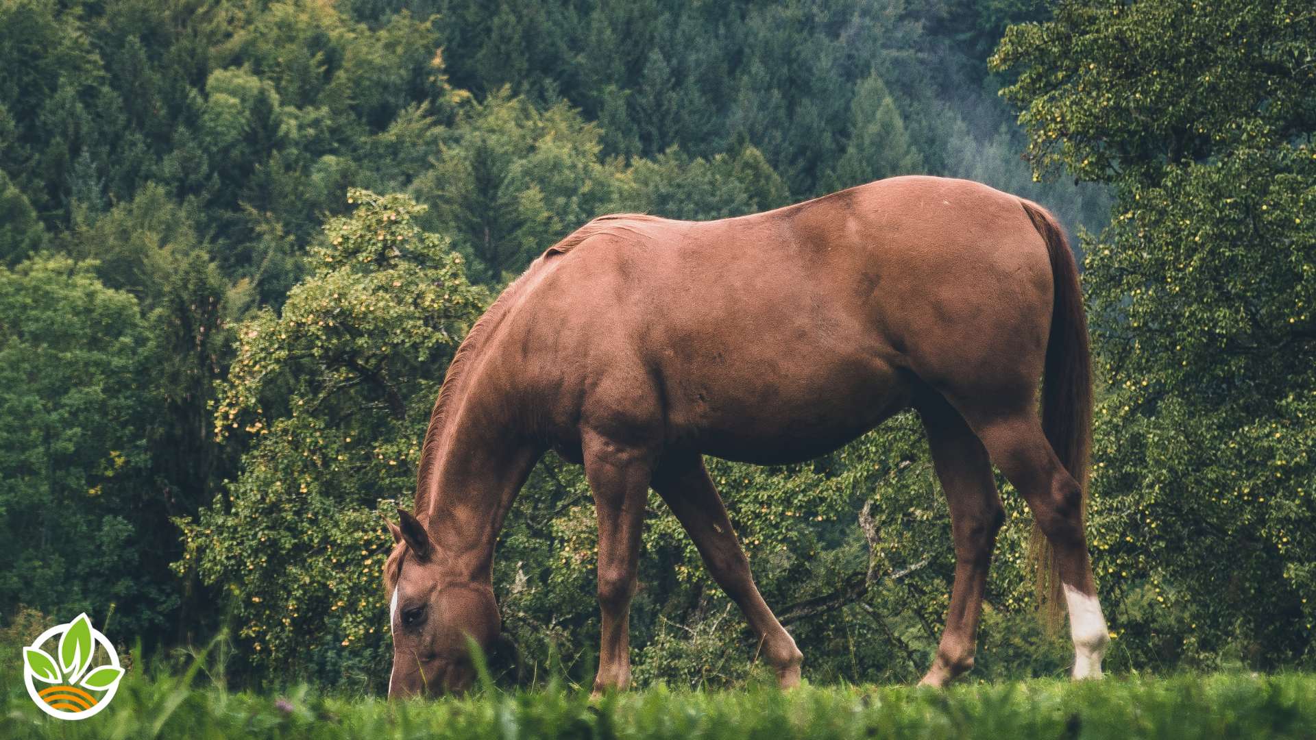 Ein braunes Pferd grast friedlich auf einer saftig gruenen Wiese vor einem dichten Wald