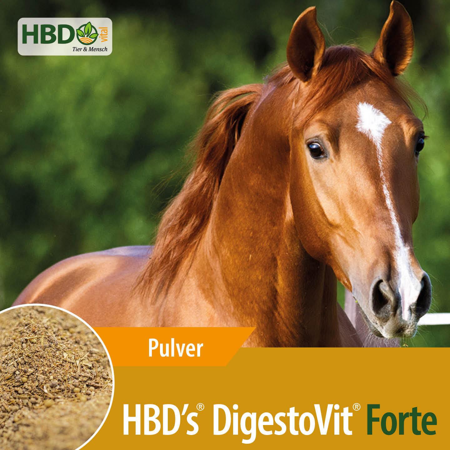 Shopbild für HBD's DigestoVit Forte für Pferde - Das Bild zeigt den Produktnamen sowie den Hinweis, dass es sich um ein Pulver handelt. Ein braunes Pferd ist zu sehen, was das Produkt visuell ansprechend präsentiert und seine Verwen