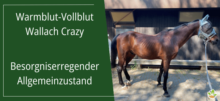 Foto des Wallachs Crazy, einem Warmblut-Vollblut, in besorgniserregendem Allgemeinzustand, abgebildet vor einem Stall.