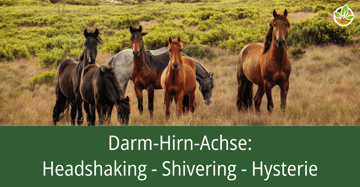 Eine Gruppe von Pferden auf einer Wiese mit dem Titel: Darm-Hirn-Achse: Headshaking - Shivering - Hysterie