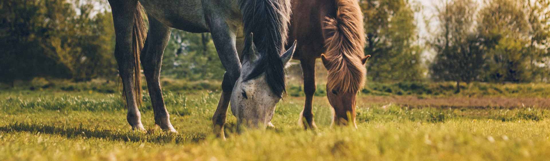 Zwei Pferde die grasen