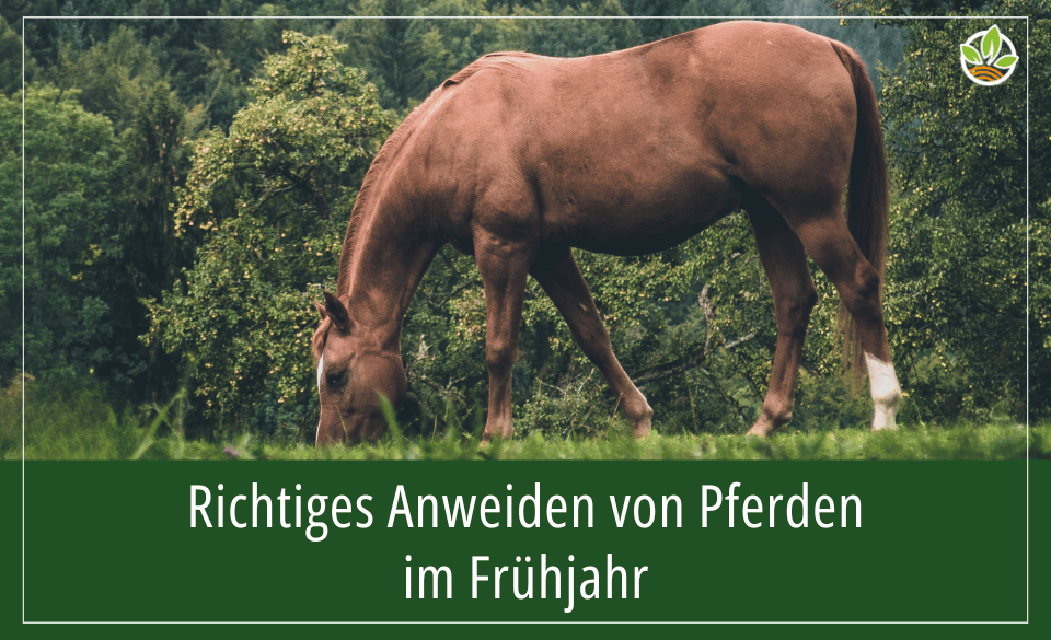 Ein Pferd grast auf einer Wiese, mit dem Text "Richtiges Anweiden von Pferden im Frühjahr" darüber