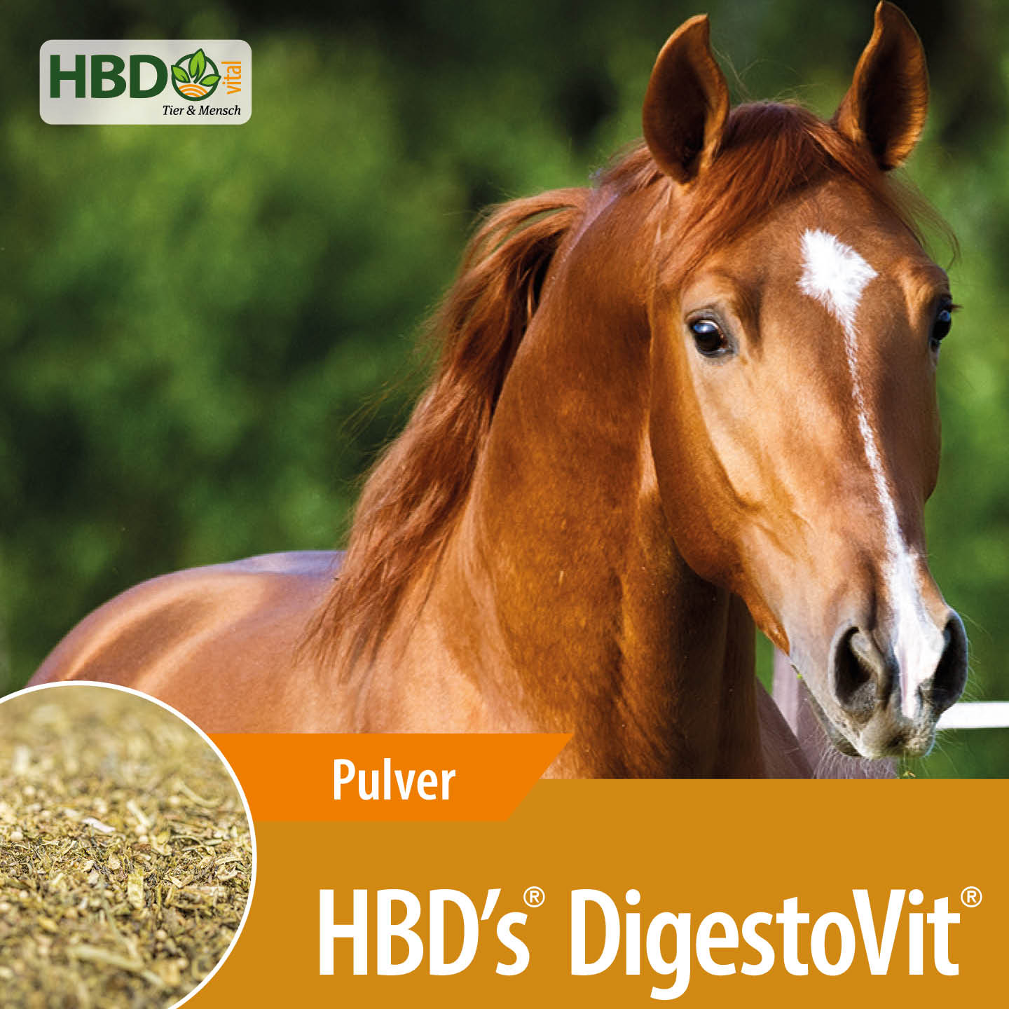 Shopbild für HBD's DigestoVit für Pferde- Das Bild zeigt den Produktnamen sowie den Hinweis, dass es sich um ein Pulver handelt. Ein braunes Pferd ist zu sehen, was das Produkt visuell ansprechend präsentiert und seine Verwendung für Pfer