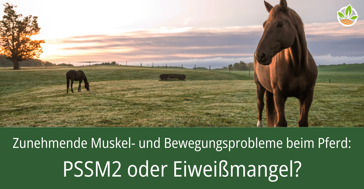 Pferde auf einer Weide bei Sonnenaufgang mit dem Text "Zunehmende Muskel- und Bewegungsprobleme beim Pferd: PSSM2 oder Eiweißmangel?" Erfahren Sie mehr über die Ursachen und Lösungen für Muskelprobleme bei Pferden.