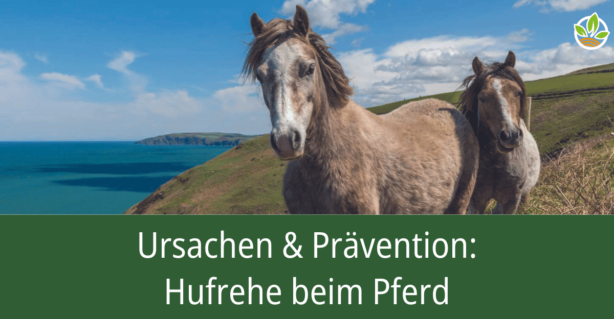 Zwei Pferde auf einer Wiese am Meer mit dem Text "Ursachen & Prävention: Hufrehe beim Pferd". Erfahren Sie mehr über die Ursachen und Vorbeugungsmaßnahmen gegen Hufrehe bei Pferden.
