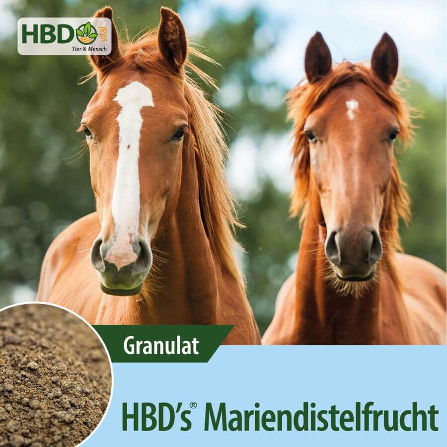 Shopbild für HBD’s Mariendistelfrucht - Das Bild zeigt den Produktnamen sowie den Hinweis, dass es sich um ein Granulat handelt. Zwei braune Pferde sind zu sehen, was das Produkt visuell ansprechend präsentiert und seine Verwendung für Pferde verdeutlic