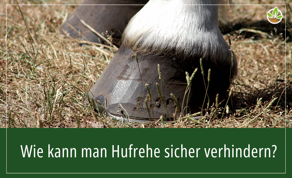 Nahaufnahme eines Pferdehufs auf Gras, mit dem Text "Wie kann man Hufrehe sicher verhindern?".