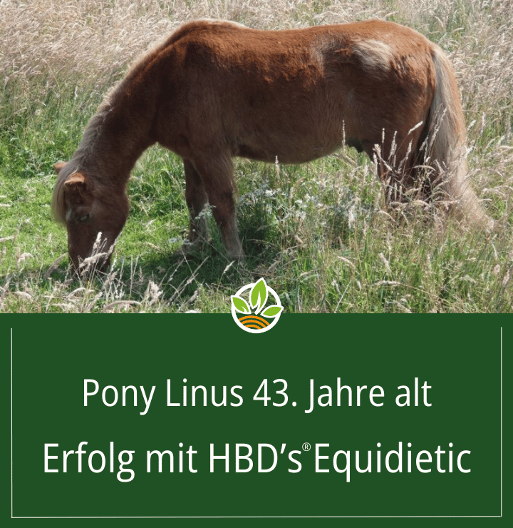  Foto des 43 Jahre alten Ponys Linus, das auf einer Wiese grast und dank HBD’s Equidietic einen gesundheitlichen Erfolg verzeichnet.